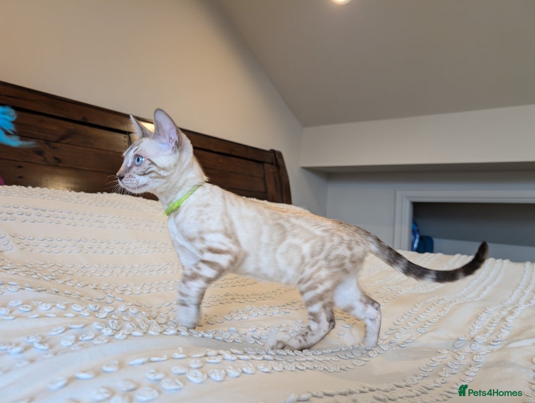 Bengal cats for sale: 🤍🖤🩶 Bengal Kittens 🩶🖤🤍 in Barnoldswick - Image 30
