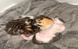 Bengal cats for sale: Bengal Calico kittens  - Image 7