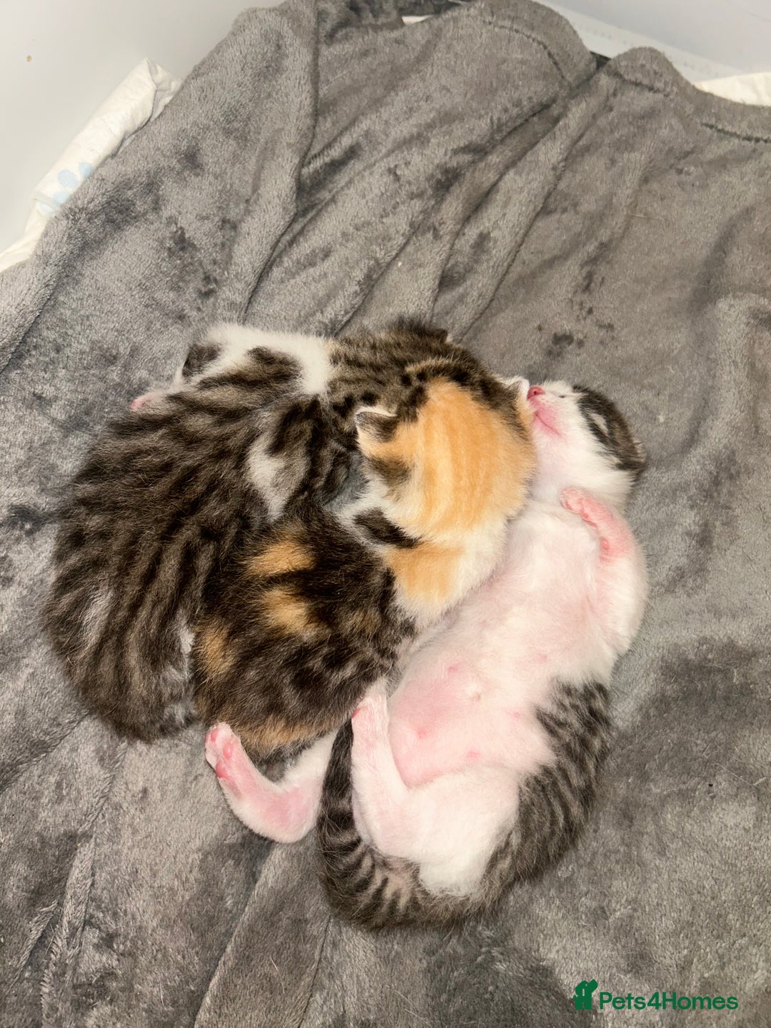 Bengal cats for sale: Bengal Calico kittens  - Image 7