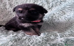 German Shepherd dogs for sale: German Shepard KC Reg Puppies in Scunthorpe - Image 17
