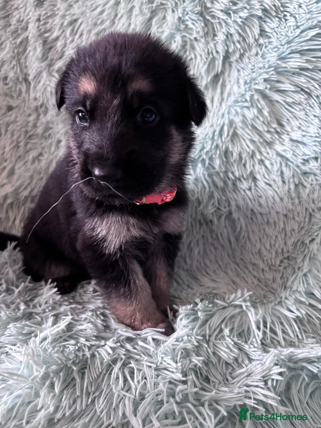 German Shepherd dogs for sale: German Shepard KC Reg Puppies in Scunthorpe - Image 17