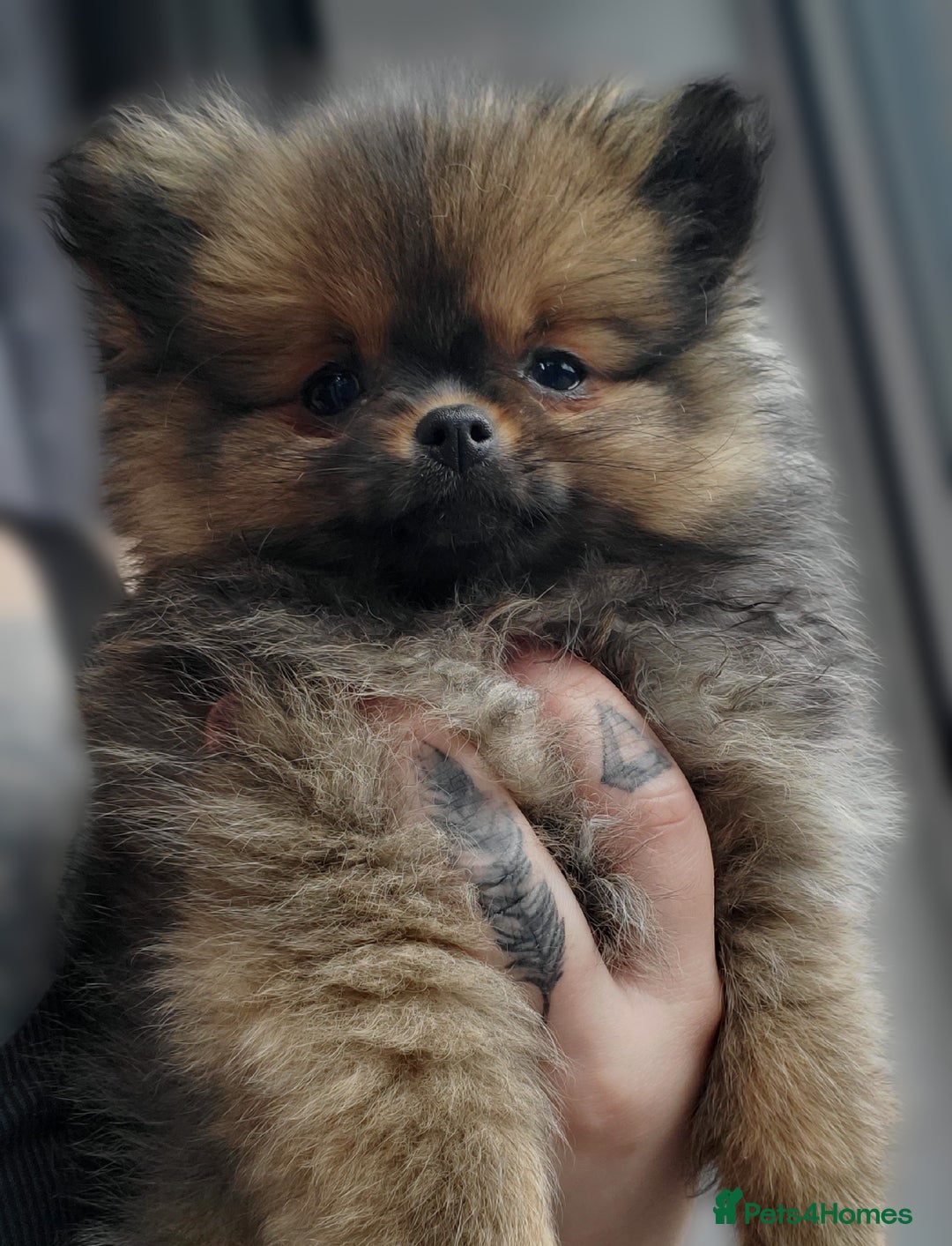 Pomeranian dogs for stud: Kc Pomeranian For Stud Duties - Advert 19