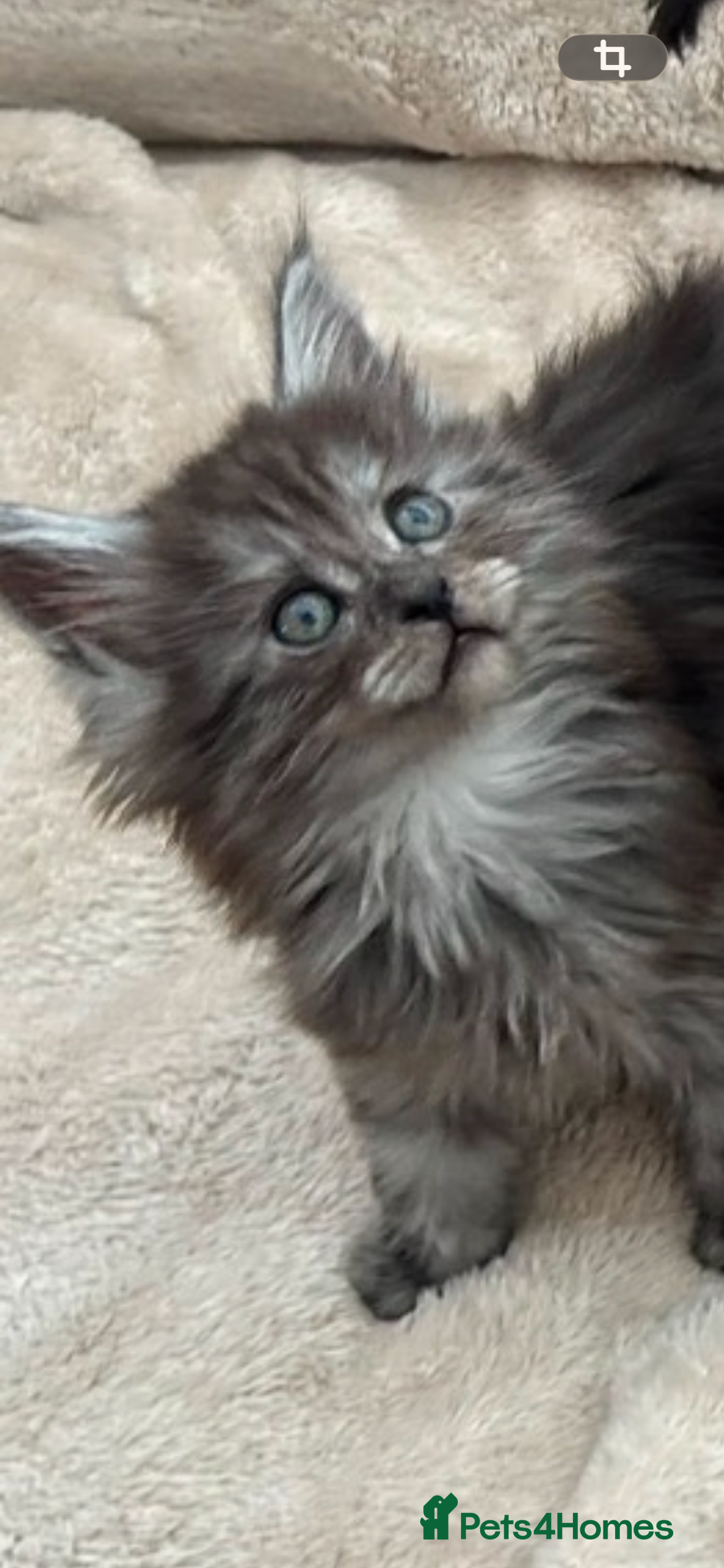 Maine Coon cats Mainecoon Kittens - Advert 2
