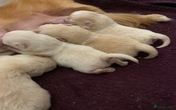 Pomeranian dogs for sale: Pure Pomeranian Puppies - Image 2