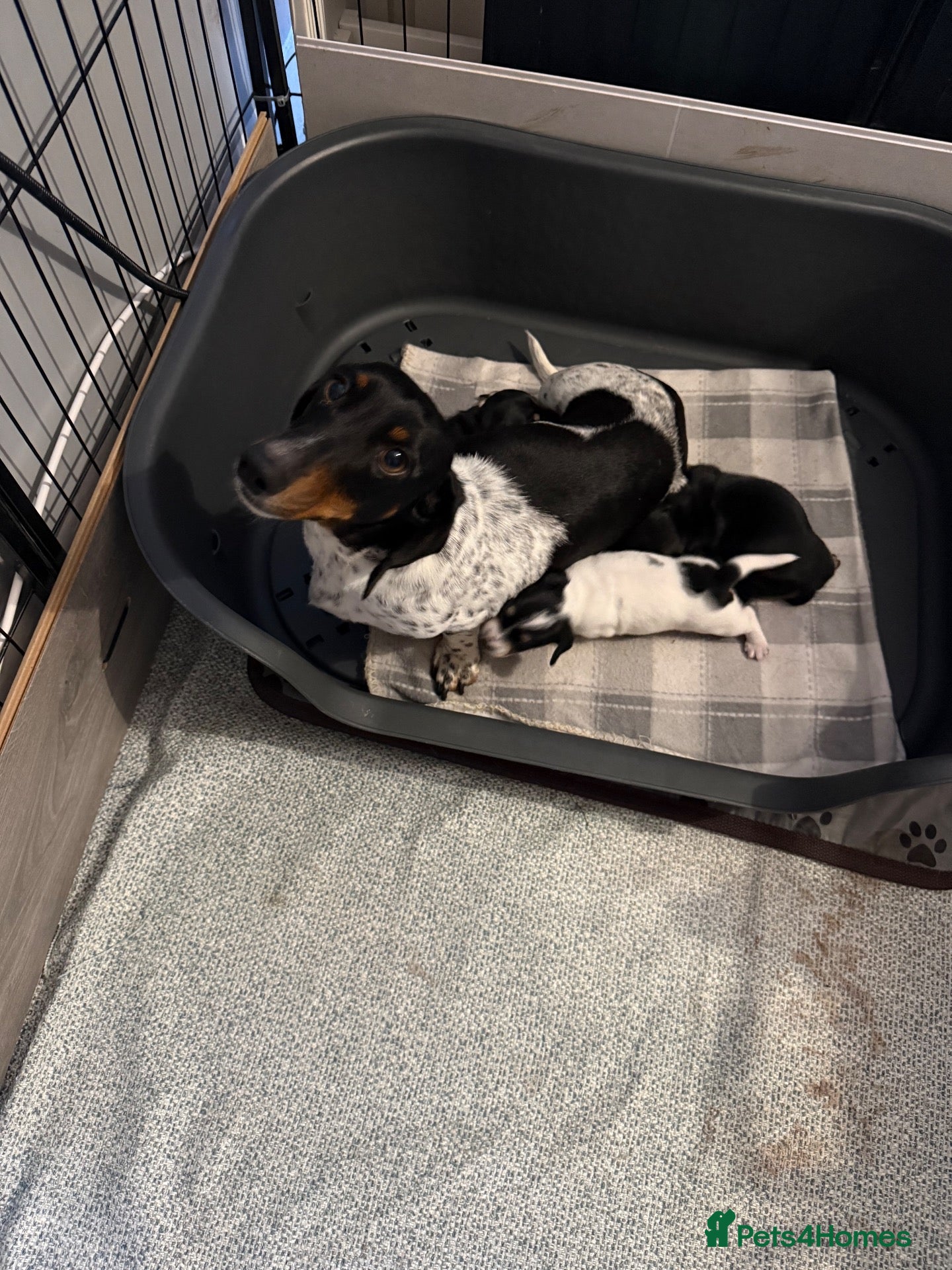 Miniature Dachshund dogs Miniature Dachshunds  - Advert 1