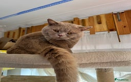 British Shorthair cats for sale: British shorthair  - Image 2