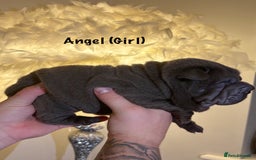 Shar Pei dogs for sale: Stunning Sharpei pups  - Image 8