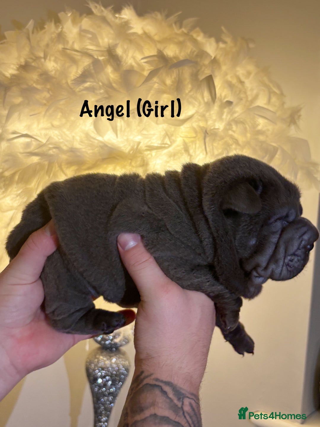 Shar Pei dogs for sale: Stunning Sharpei pups  - Image 8
