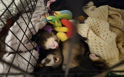 Ferret rodents for sale: 3 ferrets  - Image 4