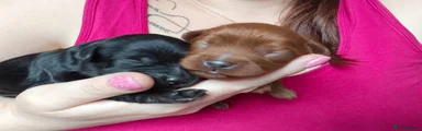 Cavapoo Puppy 7