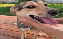 Mixed Breed dogs for adoption: 💖🐶 LOLLY 🐶💖 - Image 3