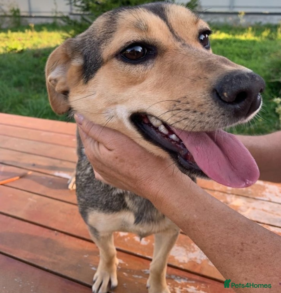 Mixed Breed dogs for adoption: 💖🐶 LOLLY 🐶💖 - Image 3
