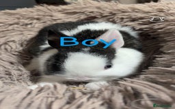 Netherland Dwarf rabbits for sale: Adorable Netherland Dwarf Baby Rabbit- Ready Now  - Image 3