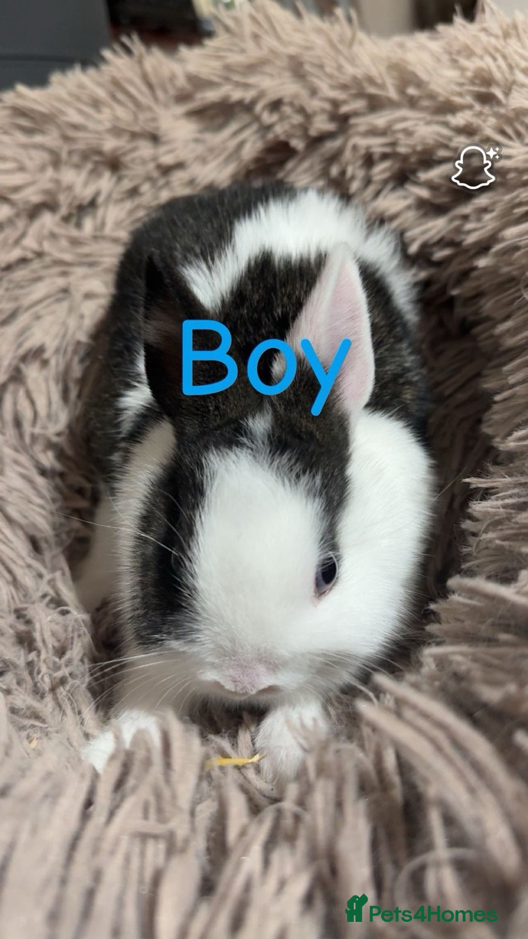 Netherland Dwarf rabbits for sale: Adorable Netherland Dwarf Baby Rabbit- Ready Now  - Image 3