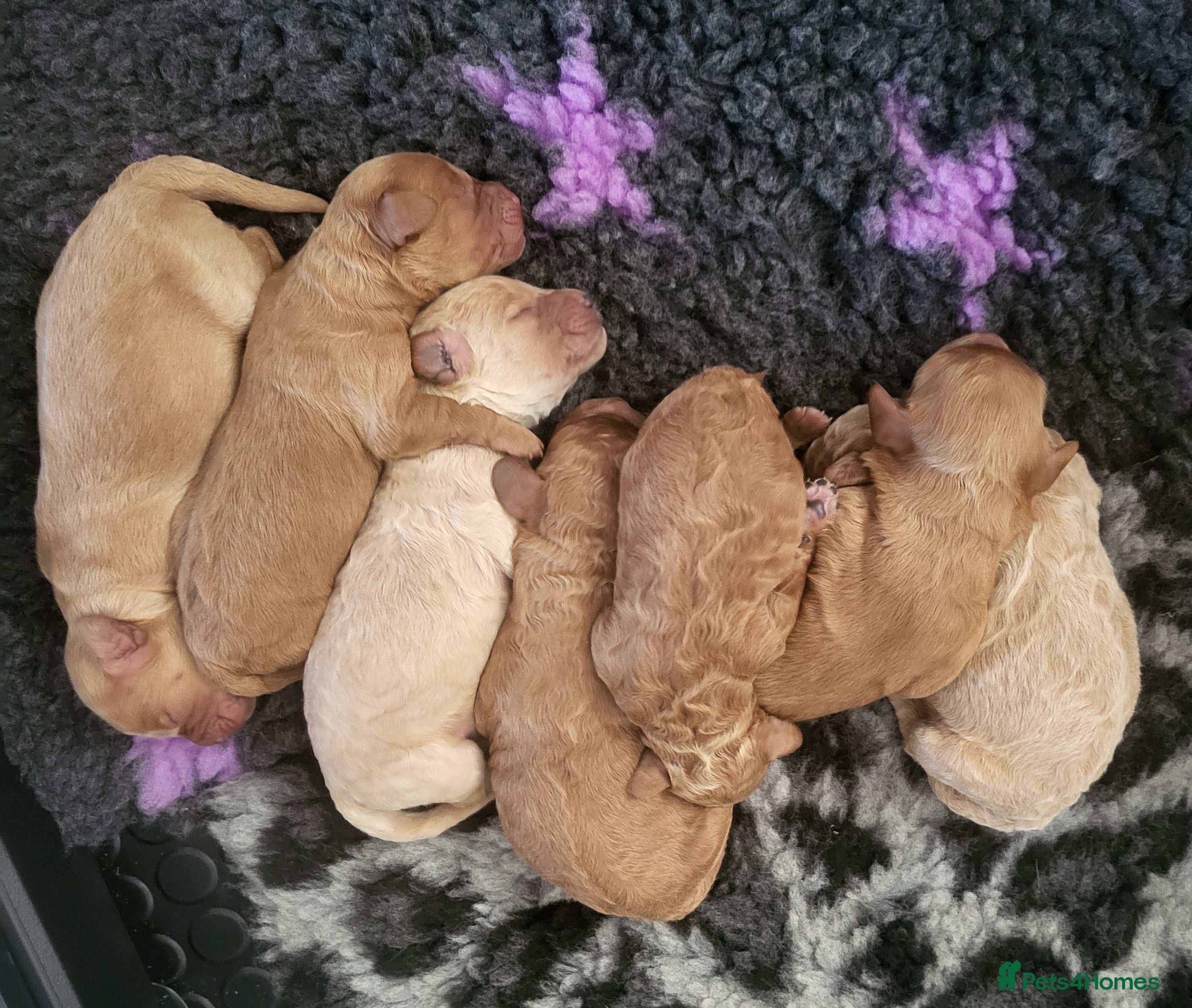 Cockapoo dogs Beautiful Home-Raised F1b Cockapoo Puppies  - Advert 1