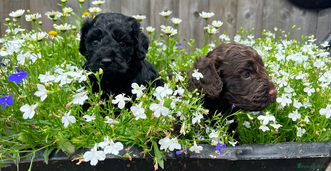 Cockapoo dogs for sale: F1 Cockapoo pups - Image 7