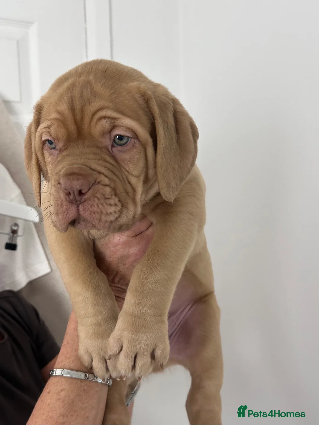 Dogue De Bordeaux dogs for sale: Dogue de Bordeaux Male Puppy - Advert 2