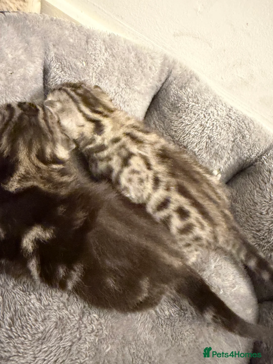 Bengal cats for sale: 3 beautiful kittens  - Advert 14