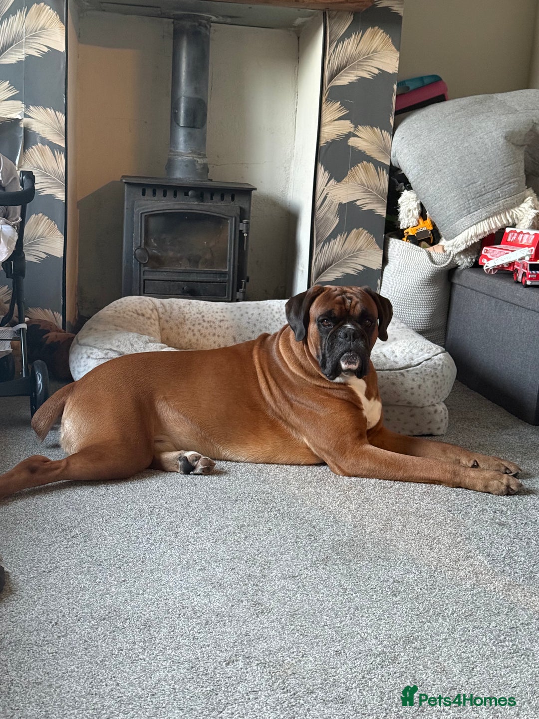 Boxer dogs for stud: Proven stud amazing temperament & health tested - Advert 1