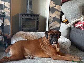 Boxer dogs Proven stud amazing temperament & health tested - Advert 5