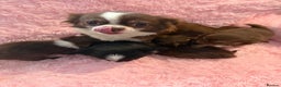 Chihuahua dogs for sale: Beautiful litter of four l/c CHIHUAHUAS READY NOW! - Advert 2