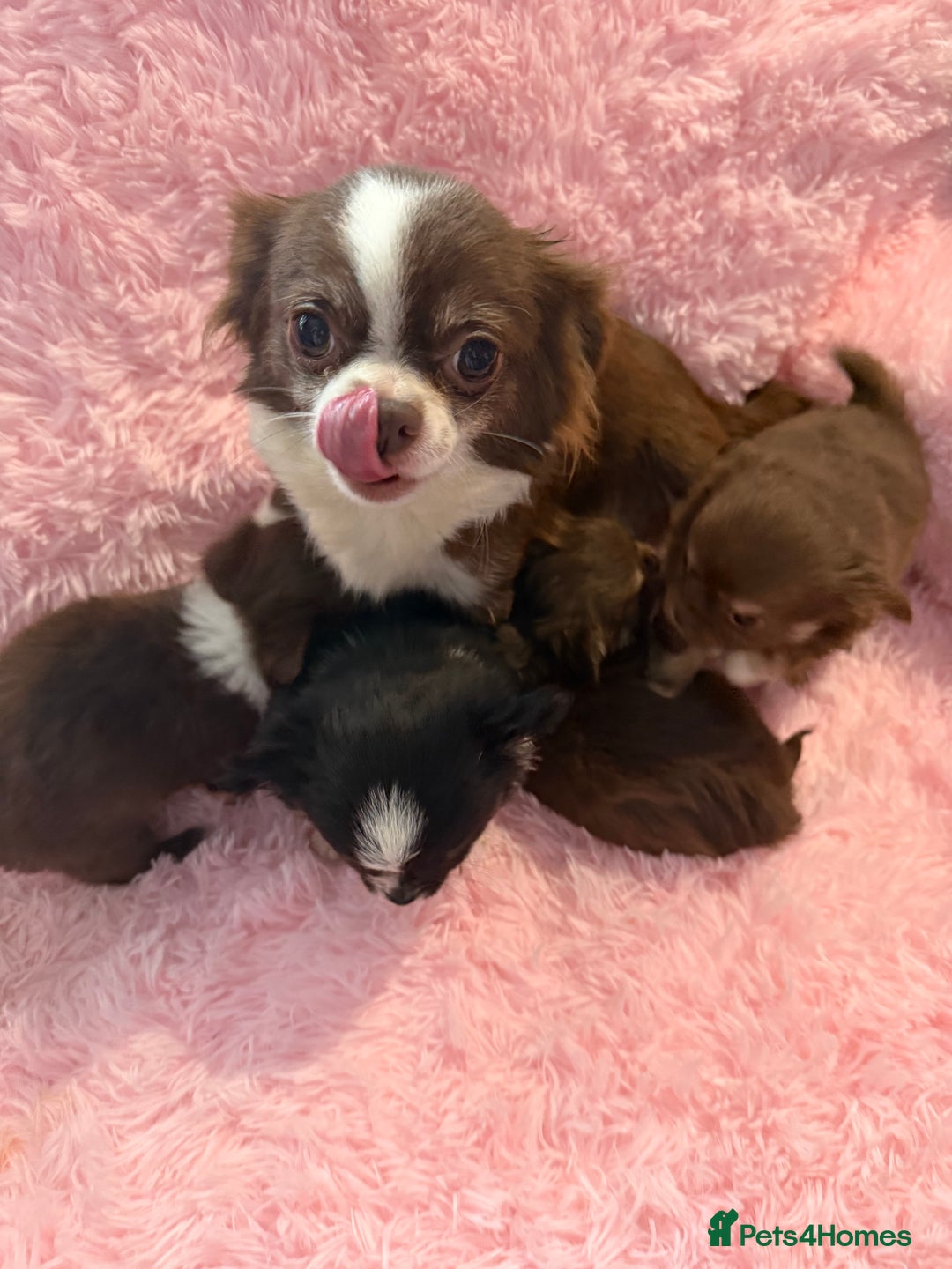 Chihuahua dogs for sale: Beautiful litter of four l/c CHIHUAHUAS READY NOW! - Advert 2
