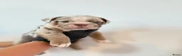 English Bulldog dogs for sale: Beautiful English Bulldog Pups!!! in Stratford-upon-Avon - Advert 8