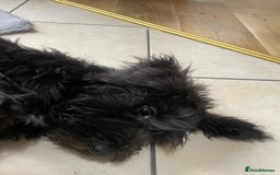 Miniature Schnauzer dogs for sale: Lovely KC Mini Schnauzer 4 months Fully Vaccinated - Image 16