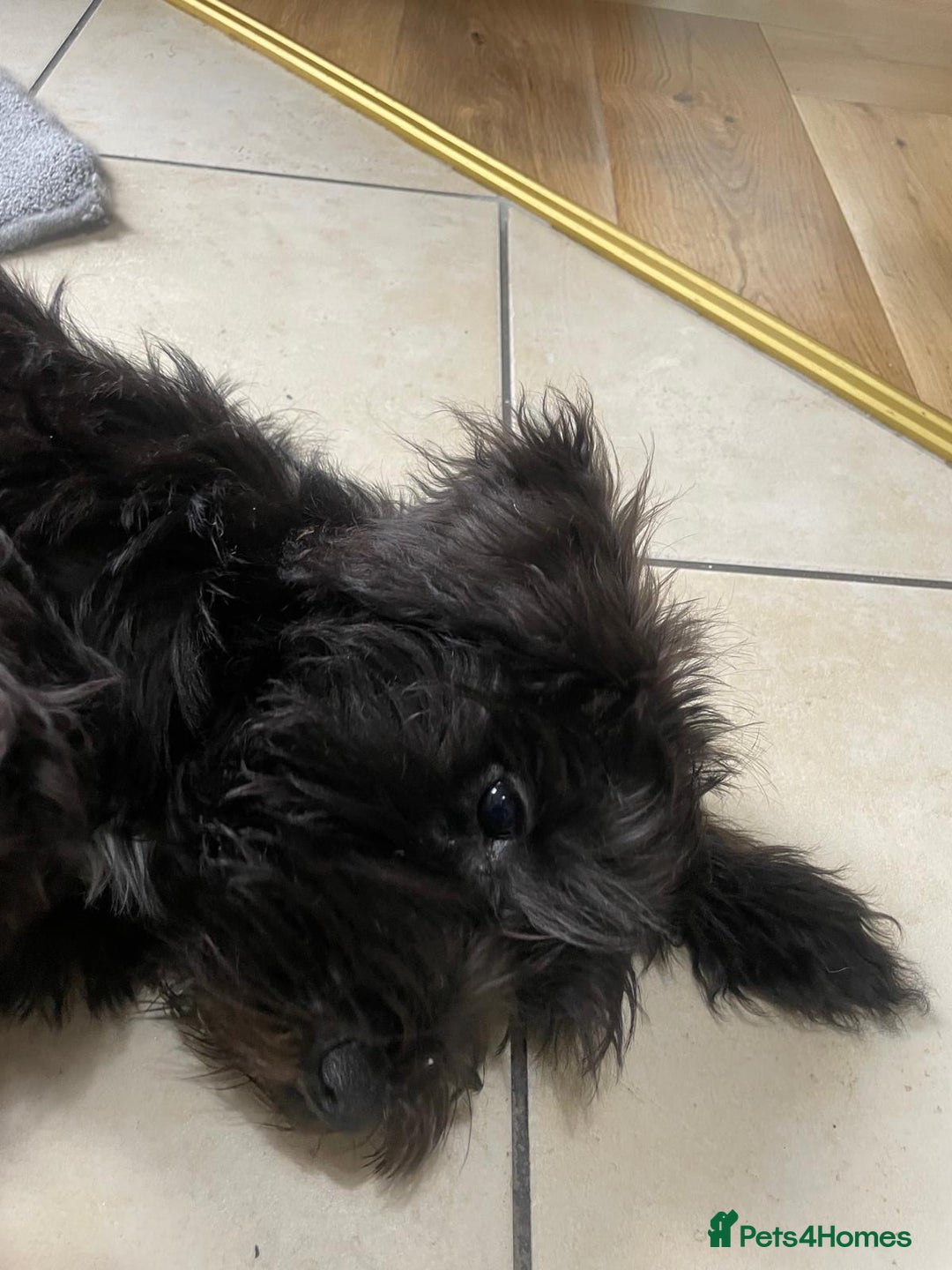 Miniature Schnauzer dogs for sale: Lovely KC Mini Schnauzer 4 months Fully Vaccinated - Image 16
