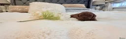 Cavapoo dogs for sale: Beautiful F1B Cavapoo Puppies  in Bradford - Advert 13