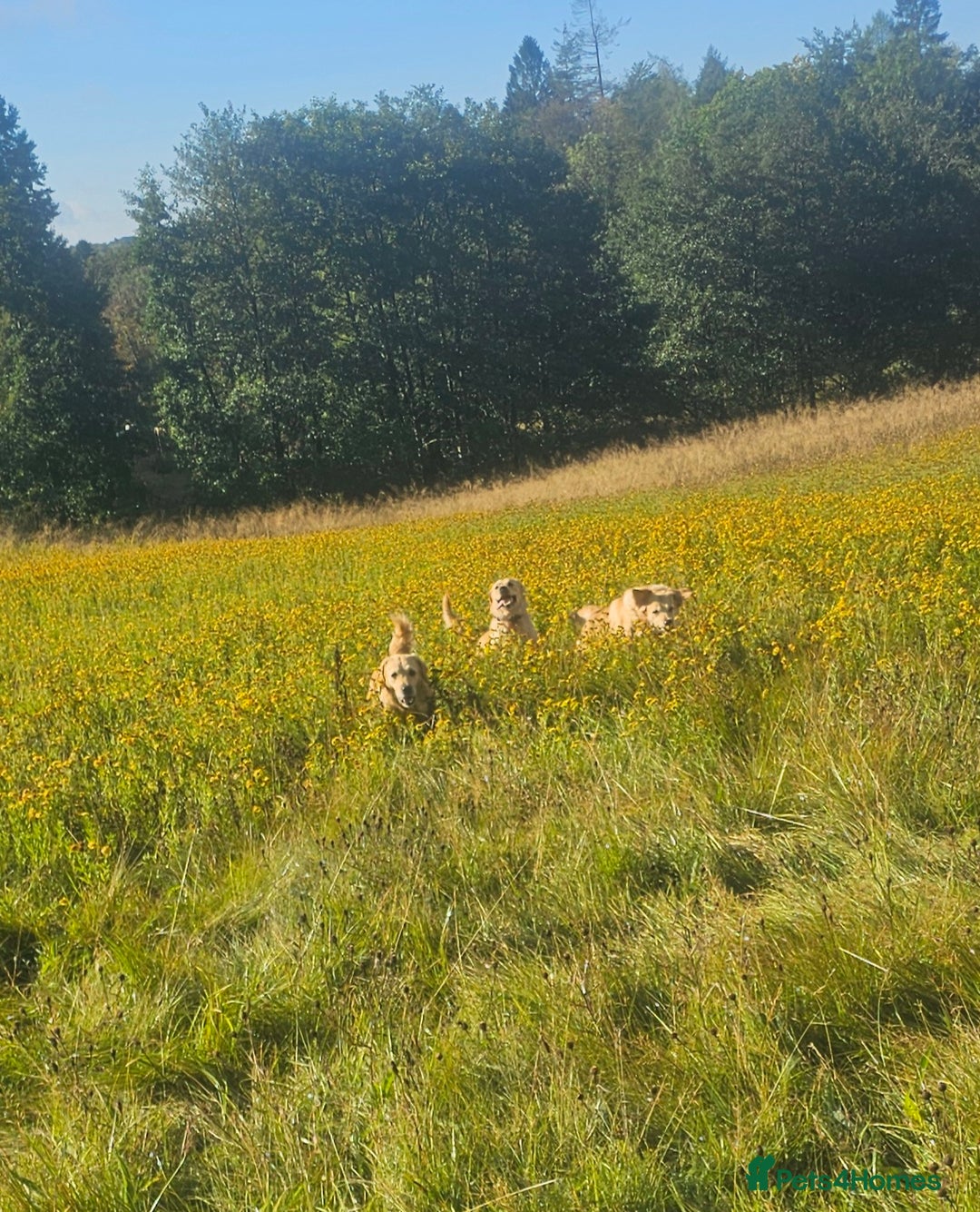 Golden Retriever dogs for sale: Forthcoming long awaited litter - Advert 4