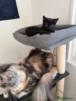 Russian Blue cats Elegant Russian Blue mixed breed, Ready Today! - Advert 6