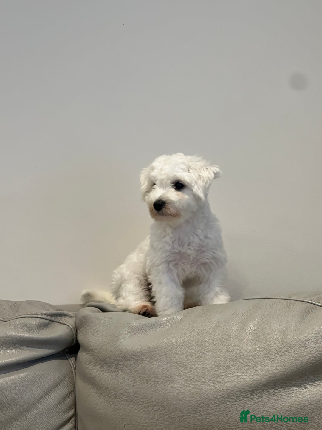 Maltipoo dogs for sale: 11 months old Asian Maltipoo 1.2kg - Advert 9