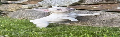 French Bulldog Puppy 6