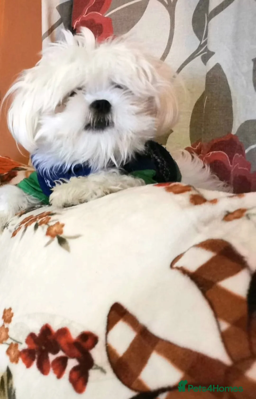 Shih Tzu dogs for stud: Shih Tzu experienced successful stud in Wembley - Advert 4