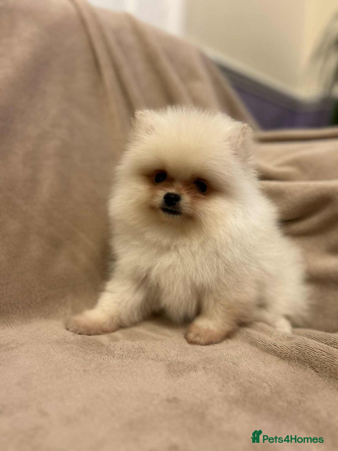 Pomeranian dogs for sale: ❤️Beautiful Pomeranian puppies❤️ - Advert 33