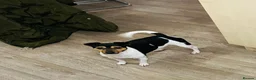 Jack Russell dogs for stud: Traditional smooth coated Tri colour jack Russell  - Advert 9