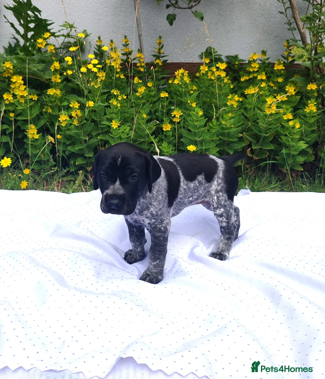 German Shorthaired Pointer dogs for sale: ❤️🐾 GORGEOUS GERMAN SHORTHAIRED POINTER PUPPIES - Advert 18