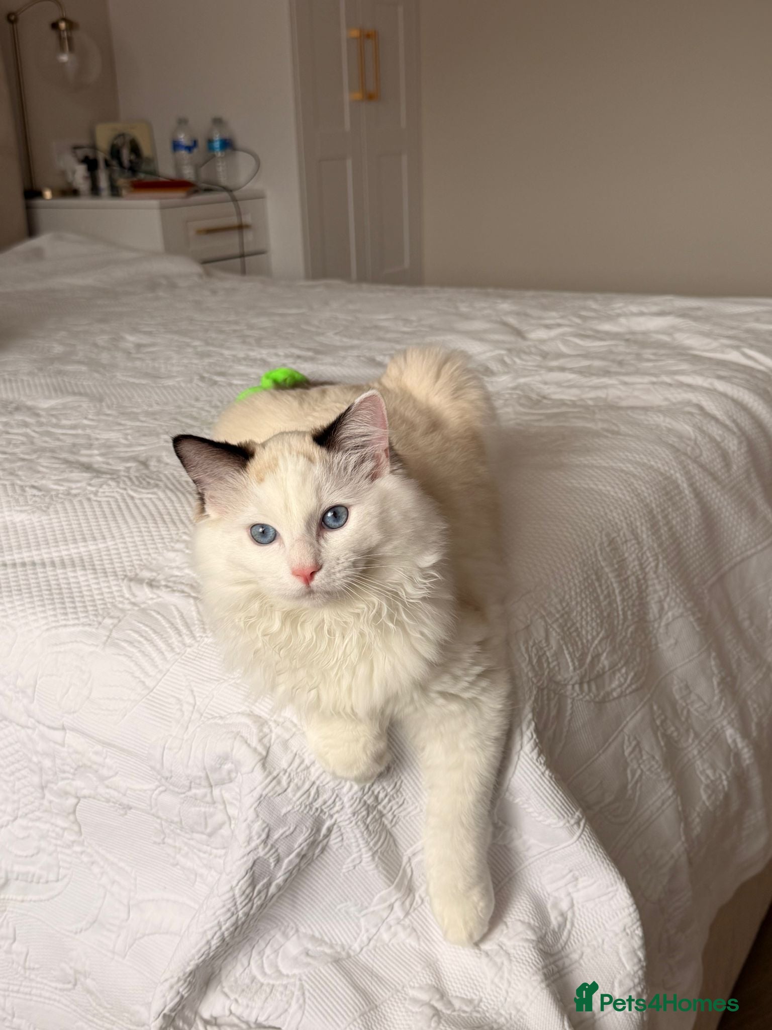 Ragdoll cats Meet Snow Our Sweet Ragdoll Looking for a New Home - Advert 3