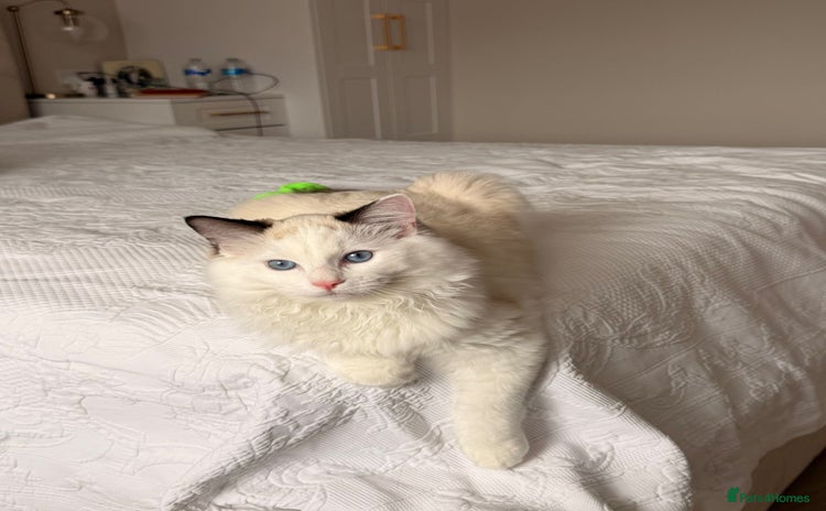 Ragdoll cats - Advert 4