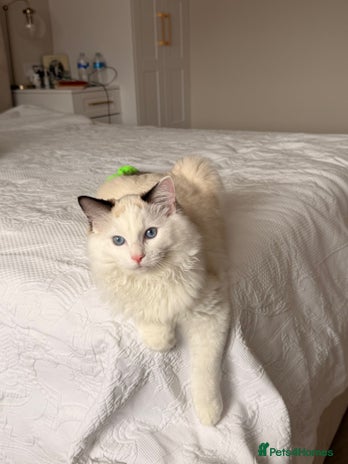Ragdoll cats - Advert 4