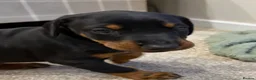 Dobermann dogs for sale: Doberman pups with KC parents  - Advert 5