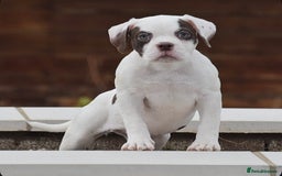 Old Tyme Bulldog dogs for sale: 23 YEARS TRUSTED EXPERTISE, ELITE 5🌟RATED,   - Image 5