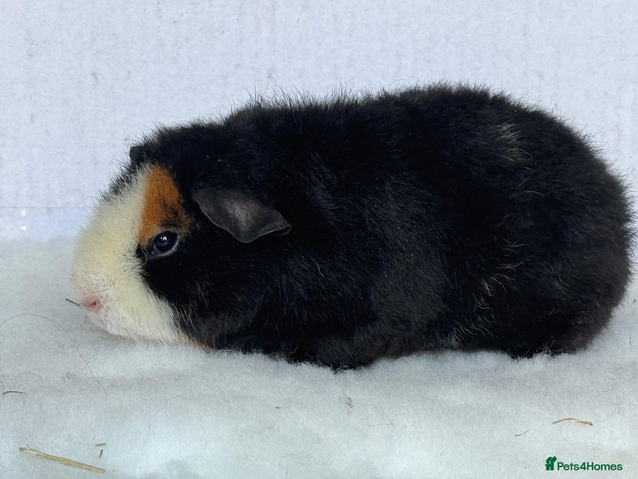 Guinea Pig rodents Teddy Guinea Pig Sows - Advert 3