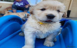 Golden Retriever dogs for sale: Golden Retriever Pups for Sale will be Ready Soon - Image 16