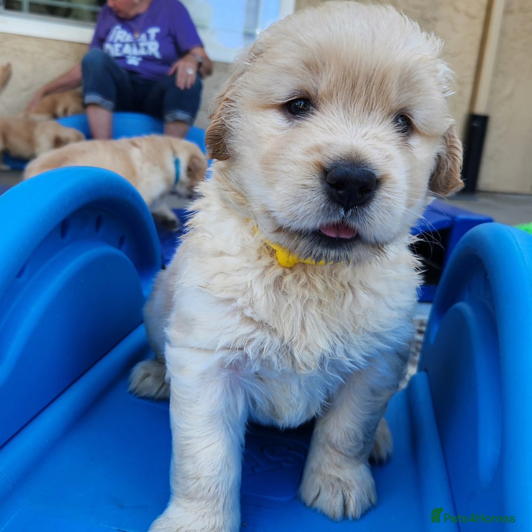 Golden Retriever dogs for sale: Golden Retriever Pups for Sale will be Ready Soon - Image 16