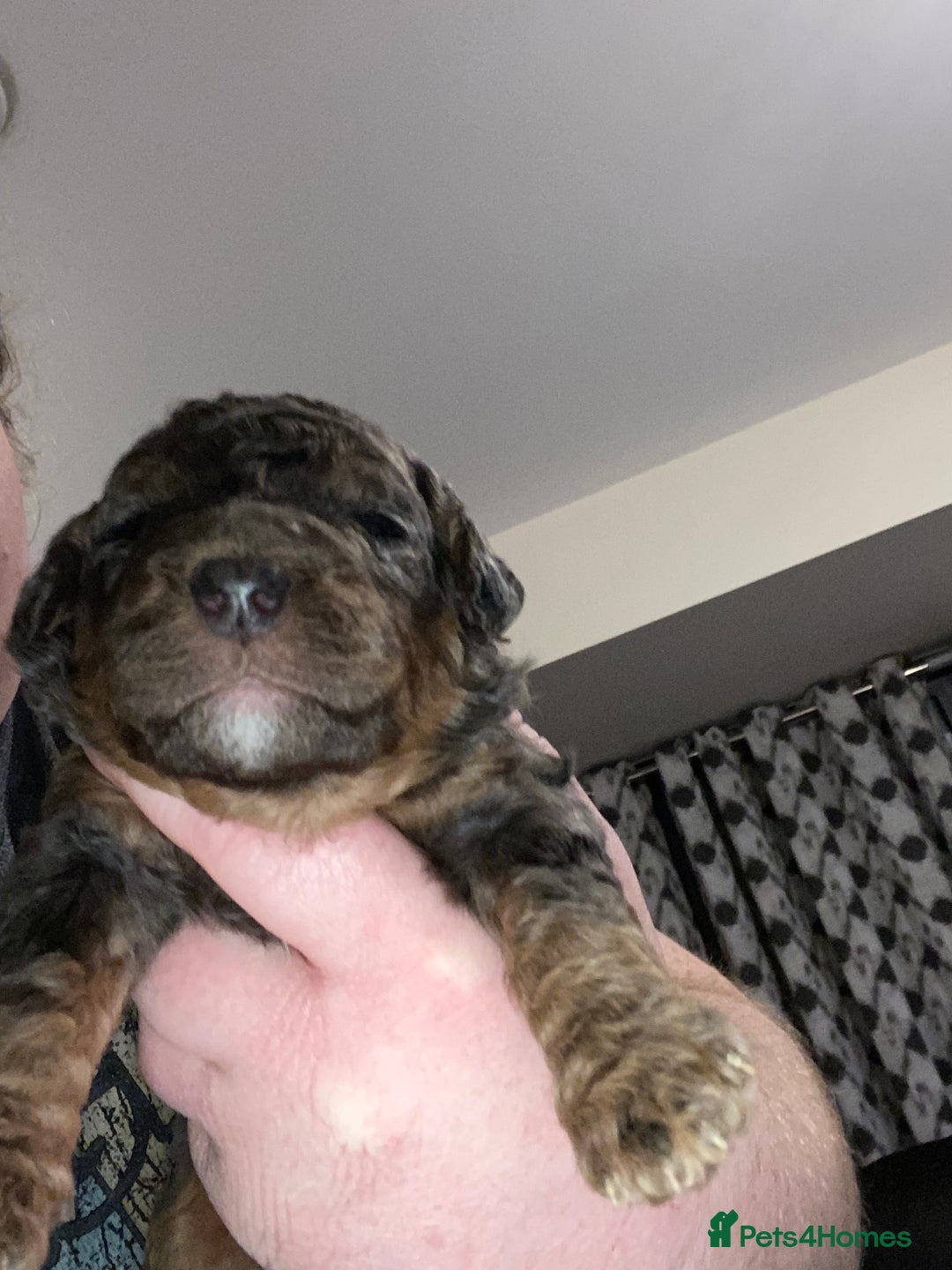 Toy Poodle dogs for sale: Beautiful Toy Poodle Pups  - Advert 13