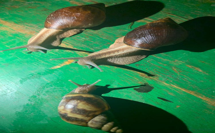 Snails invertebrates - Advert 4