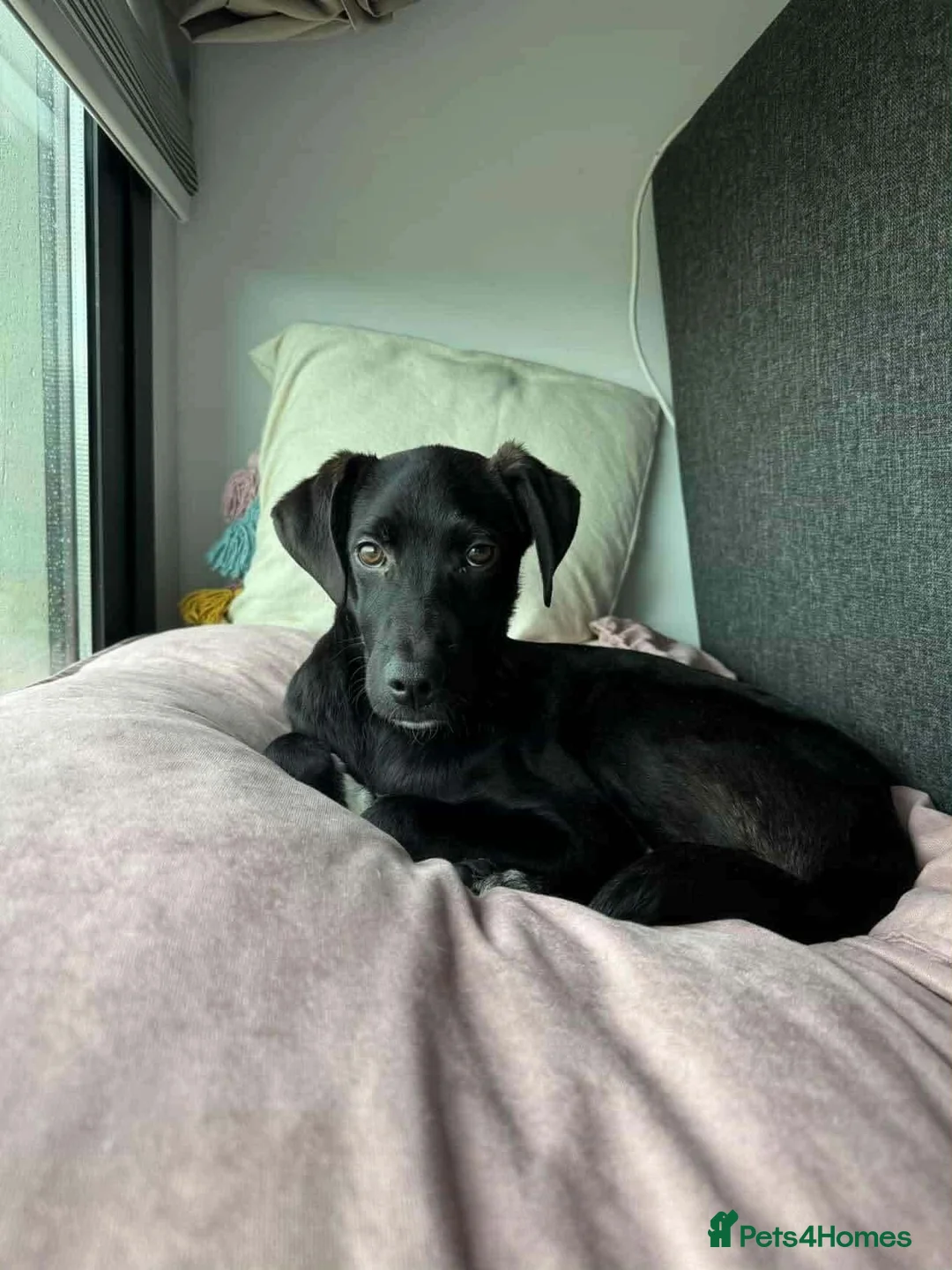 Mixed Breed dogs for adoption: LEBBY in Staines - Advert 1