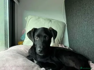 Mixed Breed dogs LEBBY - Advert 1